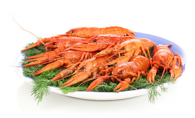 Tasty boiled crayfishes with fennel on plate isolated on white