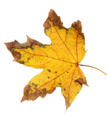 bright autumn leaf, isolated on white