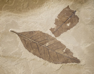 two fossil leaves