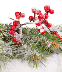 Rowan berries with spruce covered with snow isolated on white