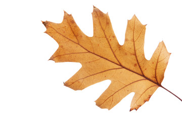 bright autumn leaf, isolated on white