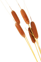brown reeds, isolated on white © Africa Studio