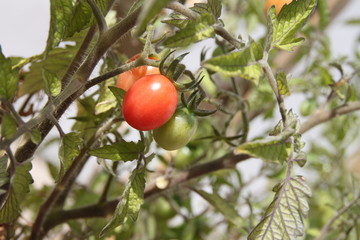 Strauchtomaten