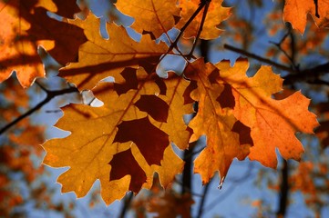 autumn leaves