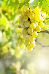 Green grapes on vine