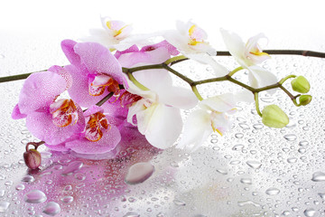 pink and white beautiful orchids with drops