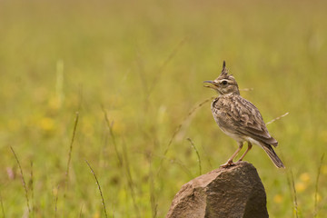 MALABAR CRESTED LARK - Bird in a natural background