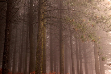 Moody pine woods