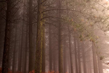 Rolgordijnen Moody pine woods © Zacarias da Mata