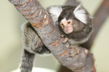 Callithrix jacchus monkey on a bole