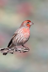 Male House Finch (Carpodacus mexicanus)