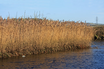 reed beds in autumn