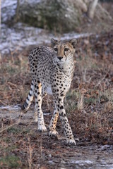 gepard
