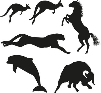 vector animals