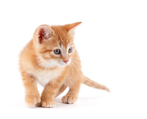 Cute kitten playing on white.