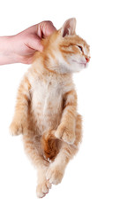 Hand holding kitten by the scruff of its neck.
