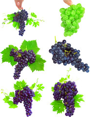 Collage of  grapes with foliage. Isolated