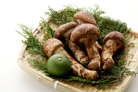 フレッシュ松茸 【公式通販】