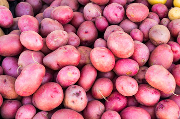 Freshly harvested red potatoes