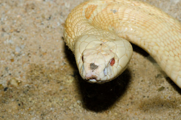 Close up of Albino Cobra snake