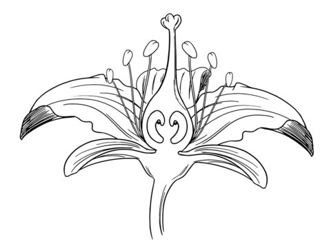 Tiger lily flower outline