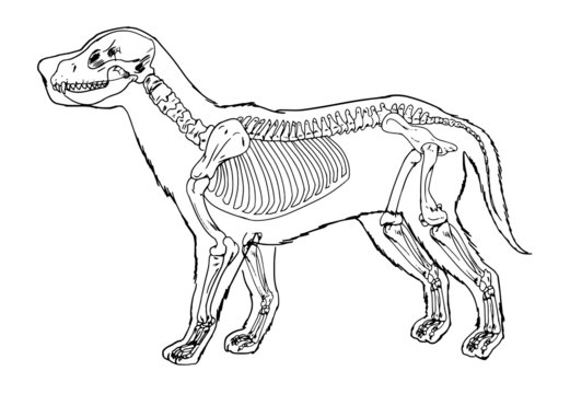 Dog skeleton outline