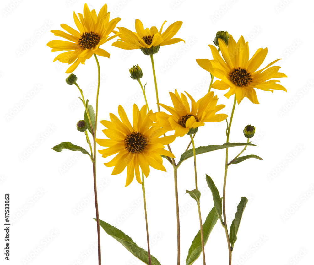 Poster yellow flowers isolated