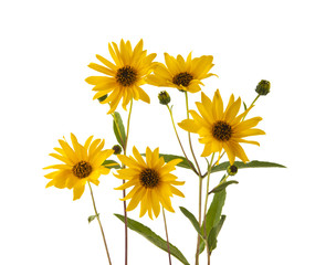 Obraz premium yellow flowers isolated