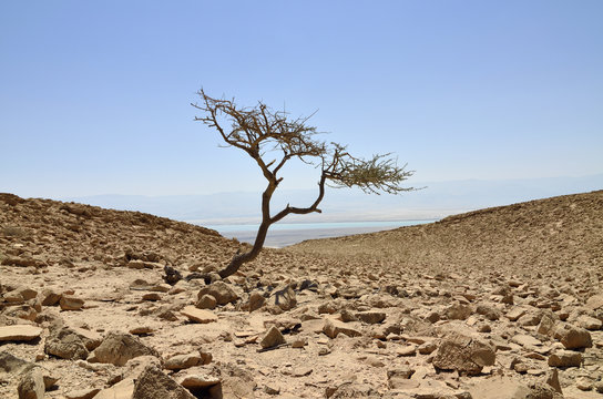 Acacia Tree Israel Images – Browse 2,030 Stock Photos, Vectors, and ...