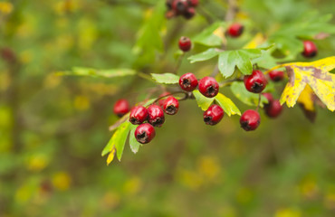 Ripe hawthorn