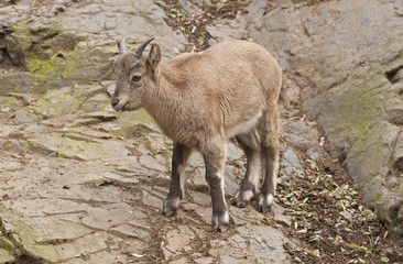Alpine ibex