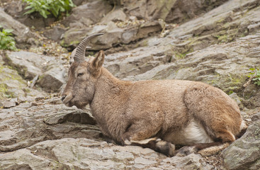 Naklejka premium Alpine ibex