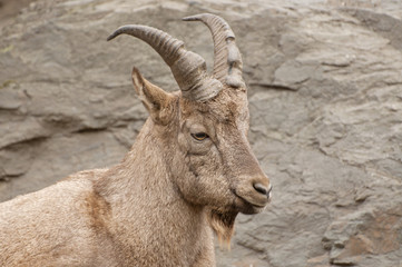 Alpine ibex