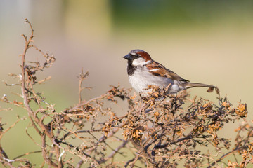 House Sparrow, Passer domesticus, male