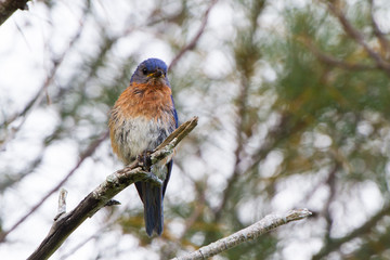 Eastern Bluebird (Sialia sialis) in Bermuda