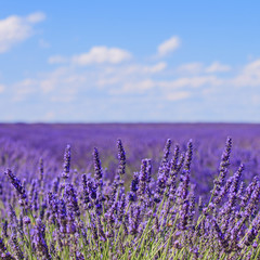 Lawendowy kwiatu kwitnienie odpowiada horyzont. Valensole Provence, Fra - 47536416