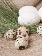 Chicken and quail eggs on the background of burlap 