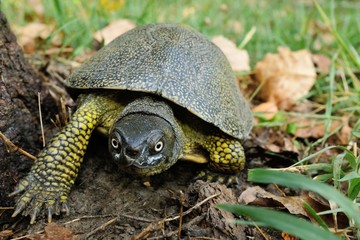 testugine Emys orbicularis in corsa