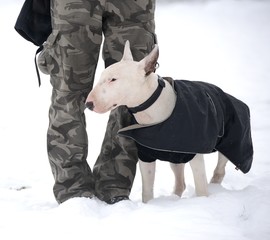 Bull terrier