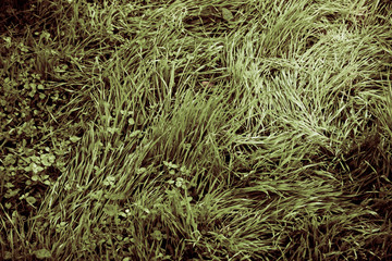 morning grass
