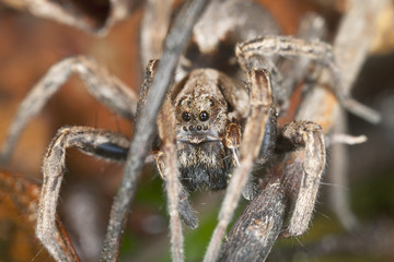 Wolf spider, macro photo