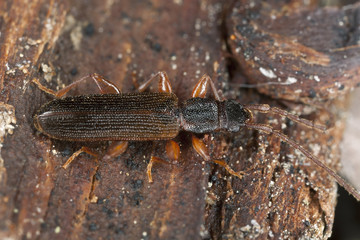 False skin beetle, Cendrophagus crenatus sitting on wood