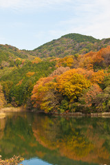 Fototapeta na wymiar autumn forest and pond