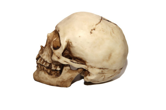brainpan cranium death's head