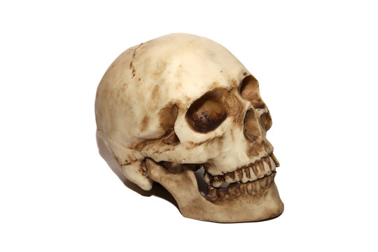 brainpan cranium death's head