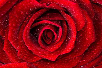 beautiful close up red rose