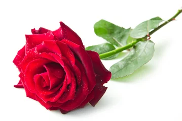 Crédence de cuisine en verre imprimé Roses Single red rose flower