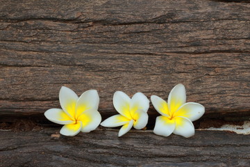Fototapeta na wymiar Frangipani kwiaty białe