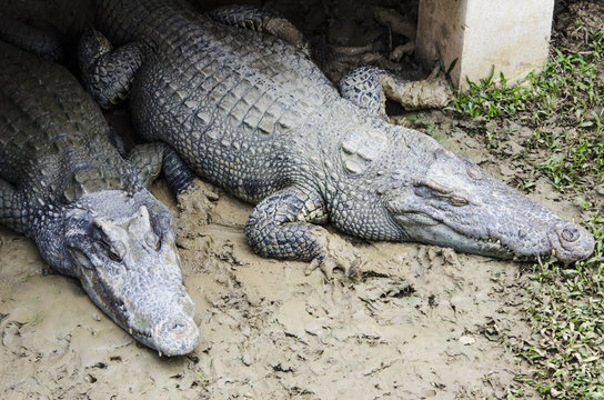 Two Crocodile