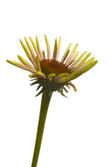 Coneflower